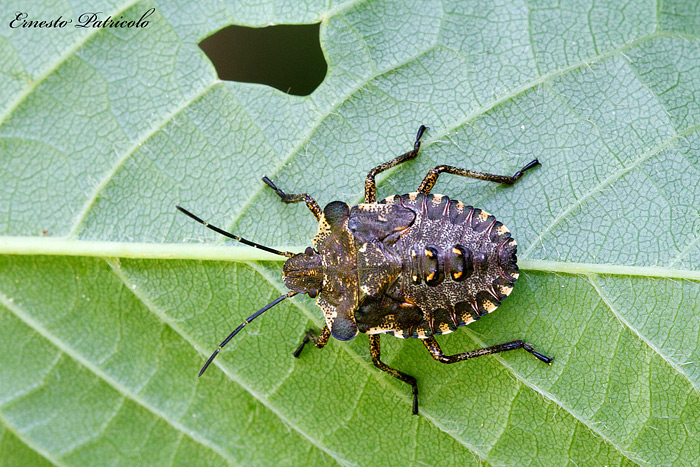 Pentatomidae: ninfa di Pentatoma rufipes dell''Alto Adige